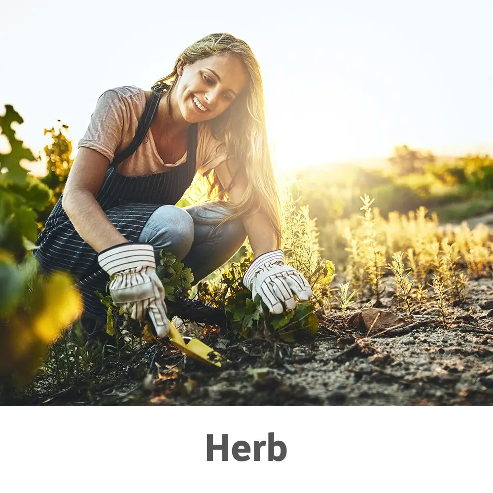 Herbs