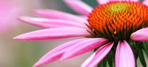 The Benefits of Echinacea Goldenseal Complex